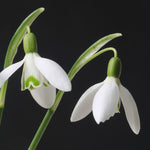 Load image into Gallery viewer, Black Snowdrop Flower Earrings
